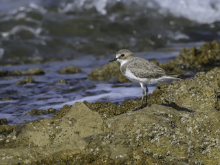 Greater Sand Plover Foraging on the Rocky Sea Shore