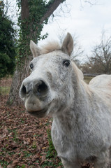 Obraz premium portrait de cheval gris dans une prairie