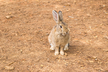 Admiring curious and friendly peacocks on Lokrum Island, Dubrovnik, Croatia, Adriatic Sea, Europe