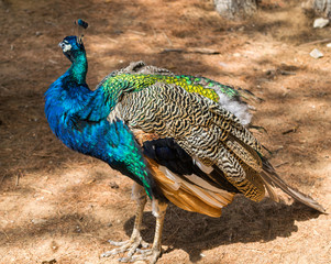 Obraz premium Admiring curious and friendly peacocks on Lokrum Island, Dubrovnik, Croatia, Adriatic Sea, Europe