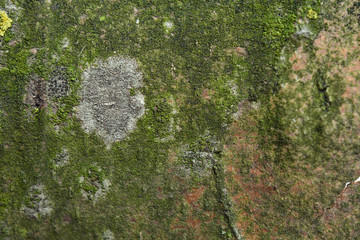 Naturstoffe. Holz. Borke