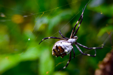 Araña 