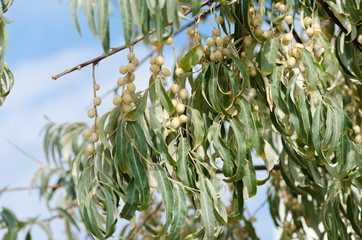 Branch of fresh olive berries in summer