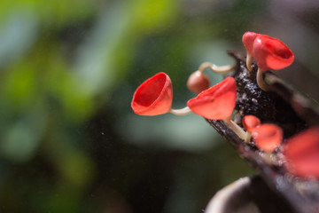 Tazetta Rosea (Rea) Dennis