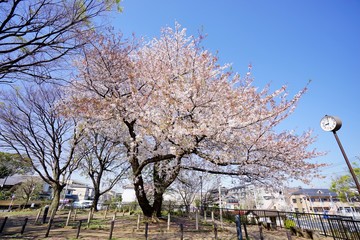 公園の桜