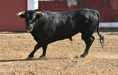 bull