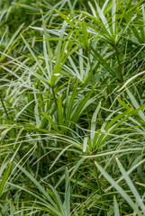 Caldas da Rainha, Portugal