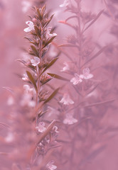 Obraz premium Rosmarin ( rosmarinus officinalis )