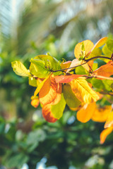 Red, Green Orange Autumn Leaves Background. Tropical leaves background. Bali island, Indonesia.