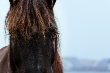 Pferd, Hores, Starren, Blick, Look, Portrait, Closeup, Auge, Kopf, Head, Pony, Wildlife, Life, Hengst, Tierwelt, starren, Blick, gaffen, beobachten, gesicht, Mediation, Haare, Blick, Kalt, kälte