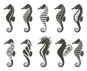 collection of seahorse on isolated white background - obrazy, fototapety, plakaty