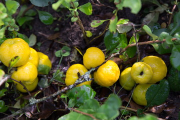 Ripe yellow Japanese Quince on branches with leaves in garden.