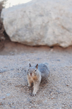 Squirrel 