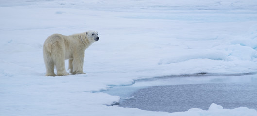 Panoramic of Polar Bear on ice flows north of Svalbard, Norway