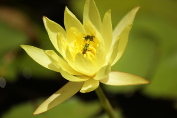 Nenufar Flor de Loto amarilla insectos