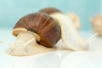 Giant snail Achatina is the largest land mollusk on Earth