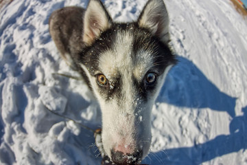 Fish Eye portrait of husky dog muzzle closeup