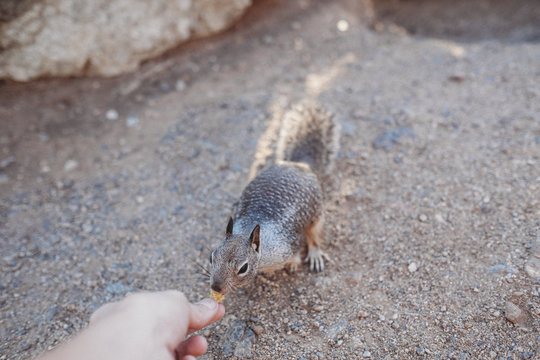 Squirrel 