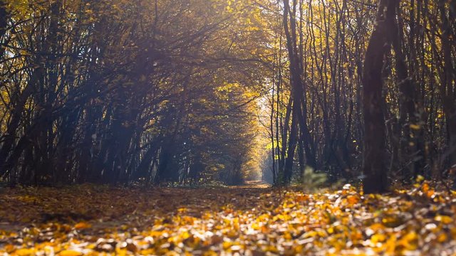 The narrow path in the autumn forest is covered with yellow leaves. Nature. Sunny morning in the young forest