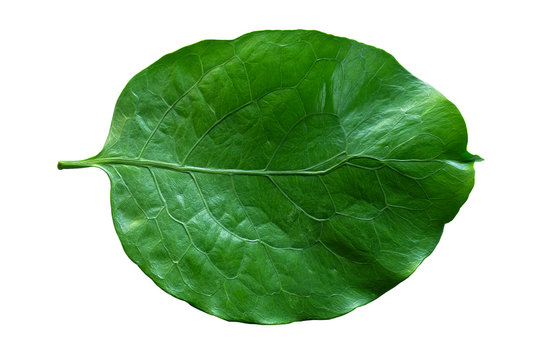 Pattern on green leaf.