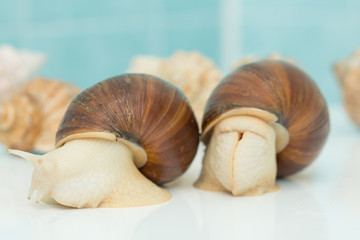 Giant snail Achatina is the largest land mollusk on Earth