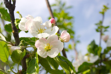 Apple blooms. White apple blossoms on apple tree branch on the springtime