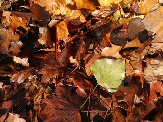 Lively closeup of falling autumn leaves with vibrant backlight from the sun