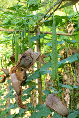 Technique weighted baby luffa by coconut peel to make it straight. 