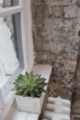 Sukkulent am Fenster