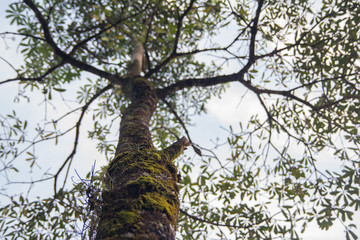 big tree with green mos