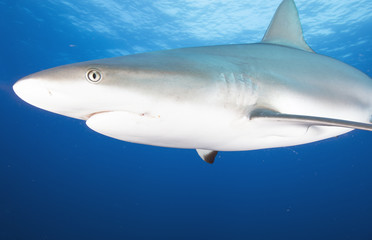 Silky Shark (Florida)