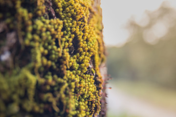 big tree with green mos