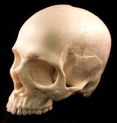 Skulls