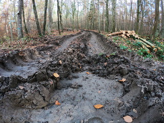 Rückegasse, Fahrspuren von Harvester im Wald, Holzvollernter, Bodenerosion, Umweltzerstörung, Bodenverdichtung, Reifenspuren, Naturpark Spessart