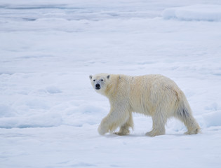 Naklejka na ściany i meble Polar Bear on Ice Flow near Svalbard, Norway