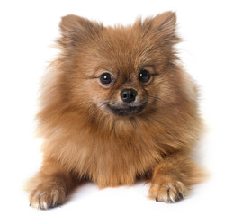 Obraz premium pomeranian spitz in studio