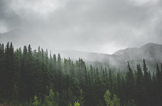 Ancient Forest