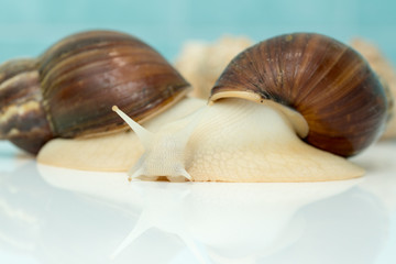 Giant snail Achatina is the largest land mollusk on Earth