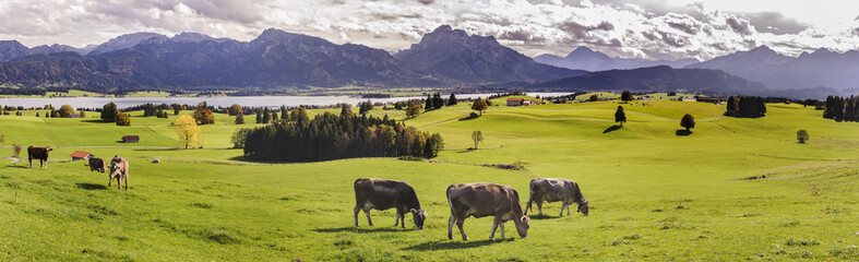 Kühe auf der Alm im Allgäu mit Panorama der Berge