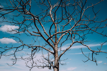 beautiful dry tree with blue sky in vintage tone