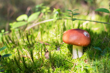 mushroom in green moss