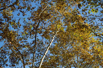 Yellow Autumn Foliage, Leaves on Trees in Barcelona, Spain