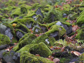 close up basalt stones covered green moss and fallen leaves bokeh nature background