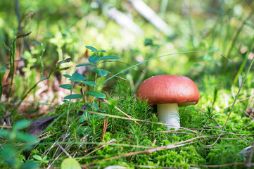 mushroom in green moss