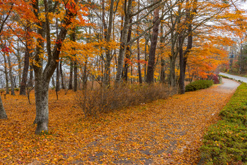 Japan, Kyoto Autumn beautiful maple tree with colorful autumn leaves