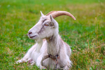 portrait of a goat in a meadow 