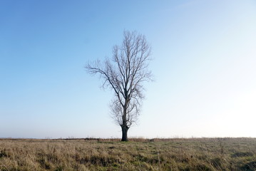 lonely bare tree and dry grass on a clear blue sky background