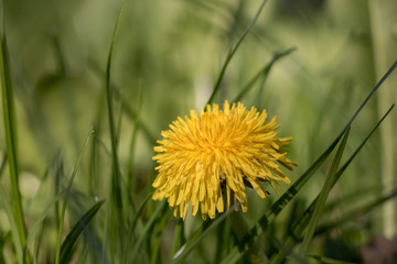 natura