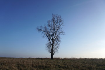 Obraz na płótnie Canvas lonely bare tree and dry grass on a clear blue sky background