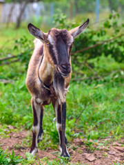 portrait of a goat in a meadow 